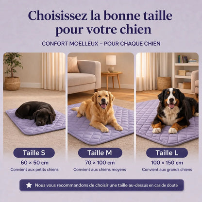 Votre chien surchauffe plus vite que vous ne le pensez